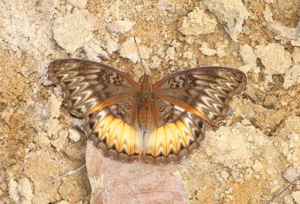 Cymothoe hartigi female UPS